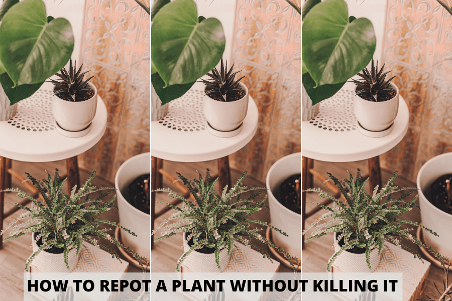 How To Repot A Plant Without Killing It - The Brown Gardener