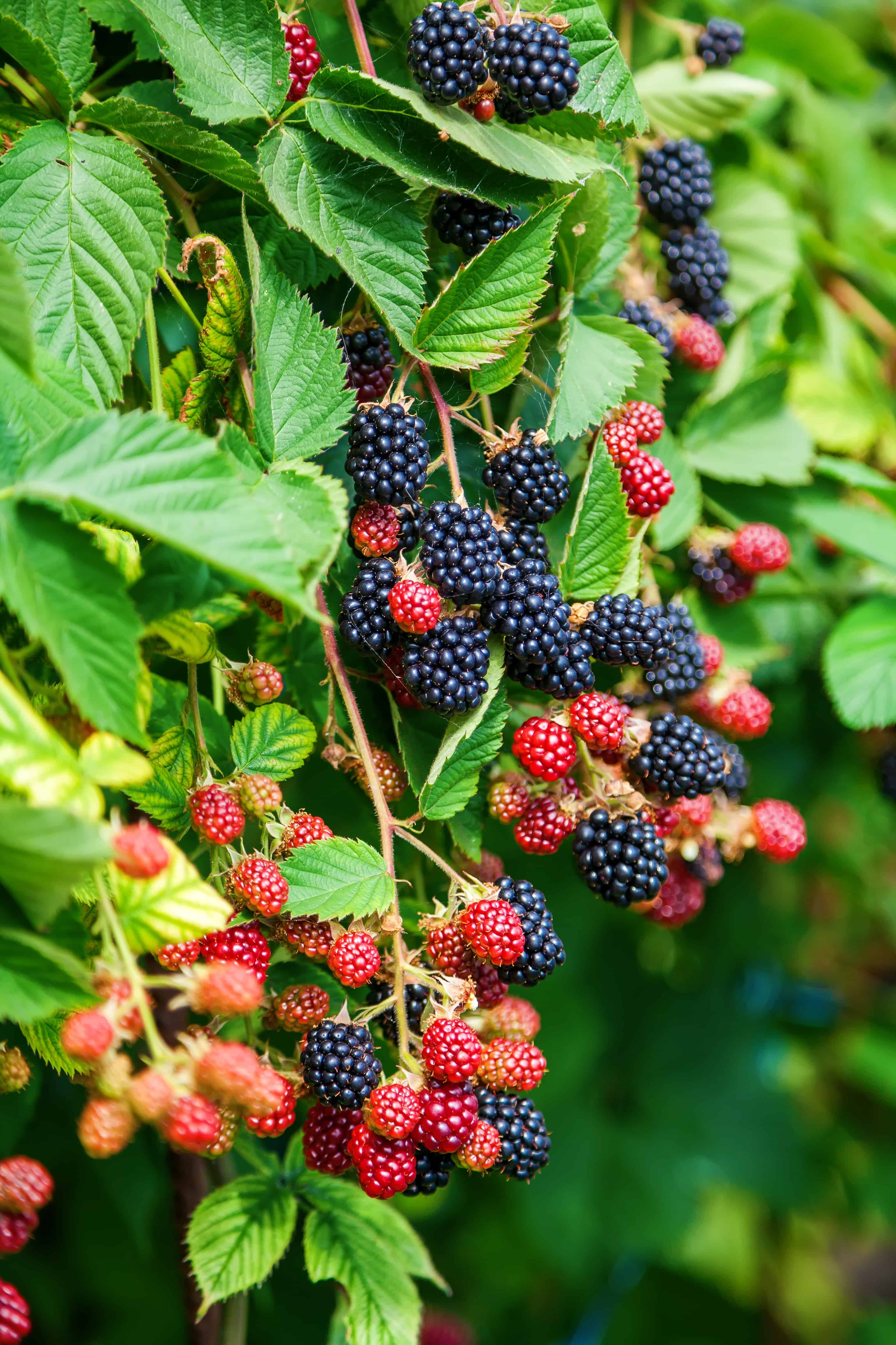 How to Plant a Blackberry Bush in 5 Steps - The Brown Gardener