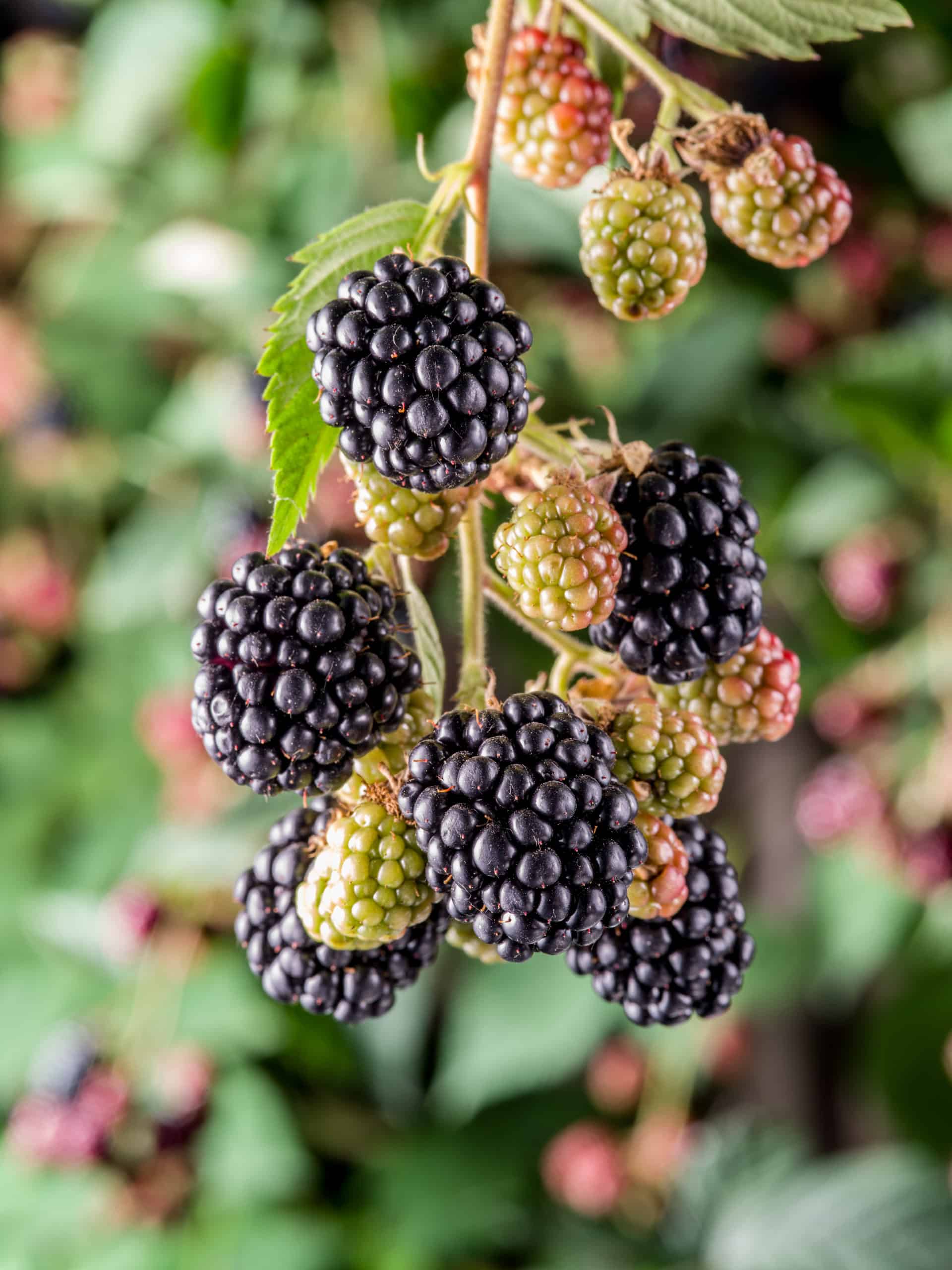 How to Plant a Blackberry Bush in 5 Steps The Brown Gardener