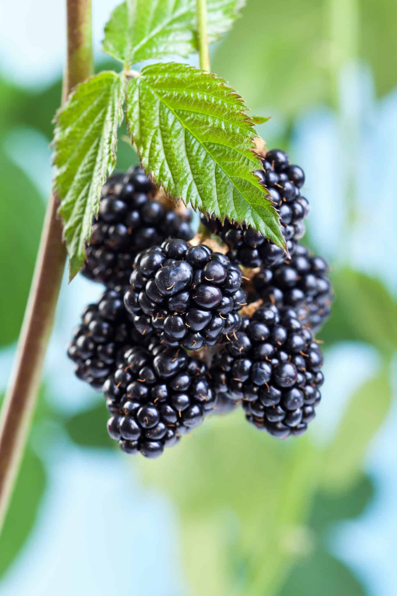 how-to-prune-a-blackberry-bush-new-life-on-a-homestead