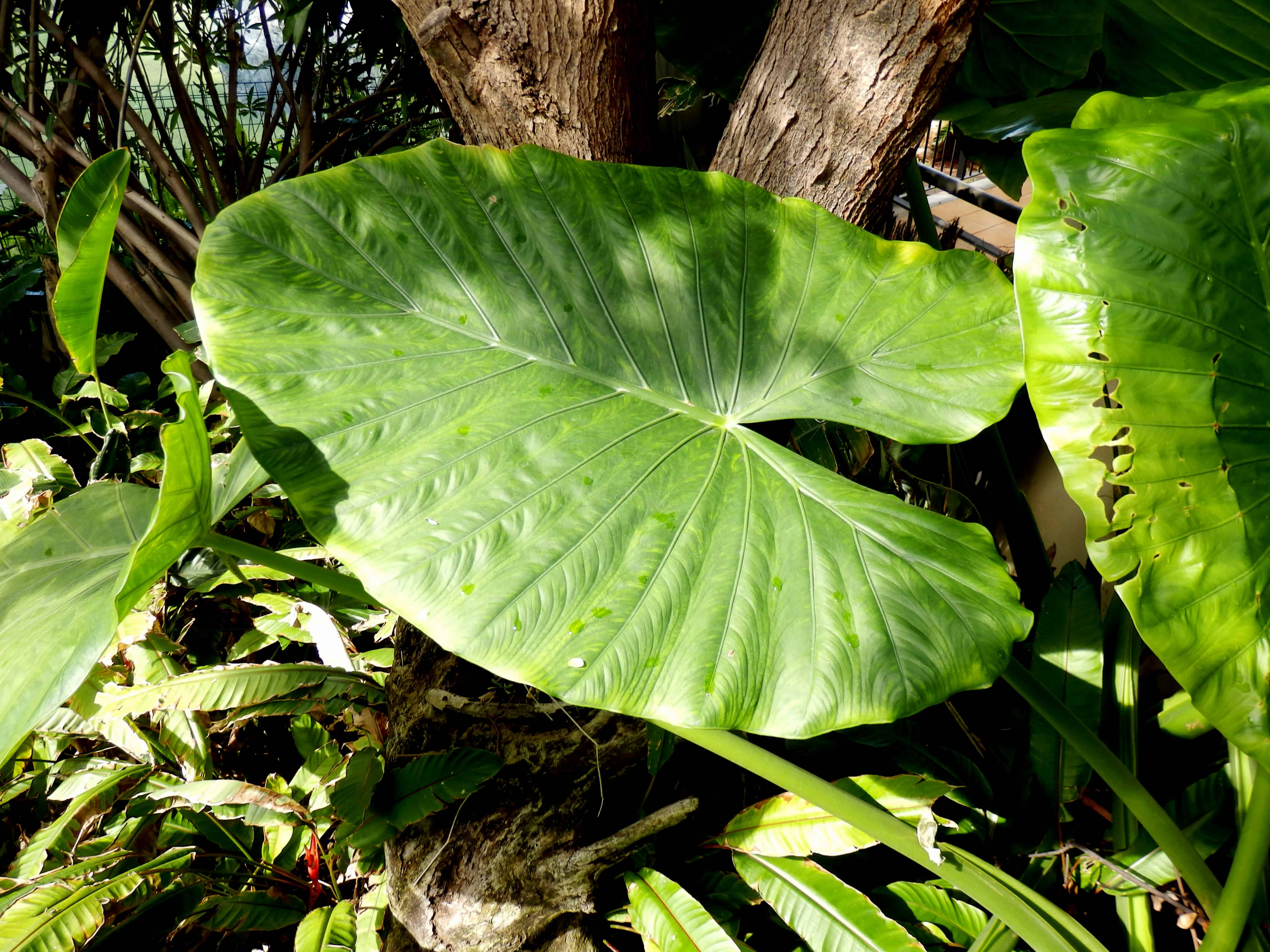 5 Easy Steps to Grow Jumbo Elephant Ear Bulbs The Brown Gardener