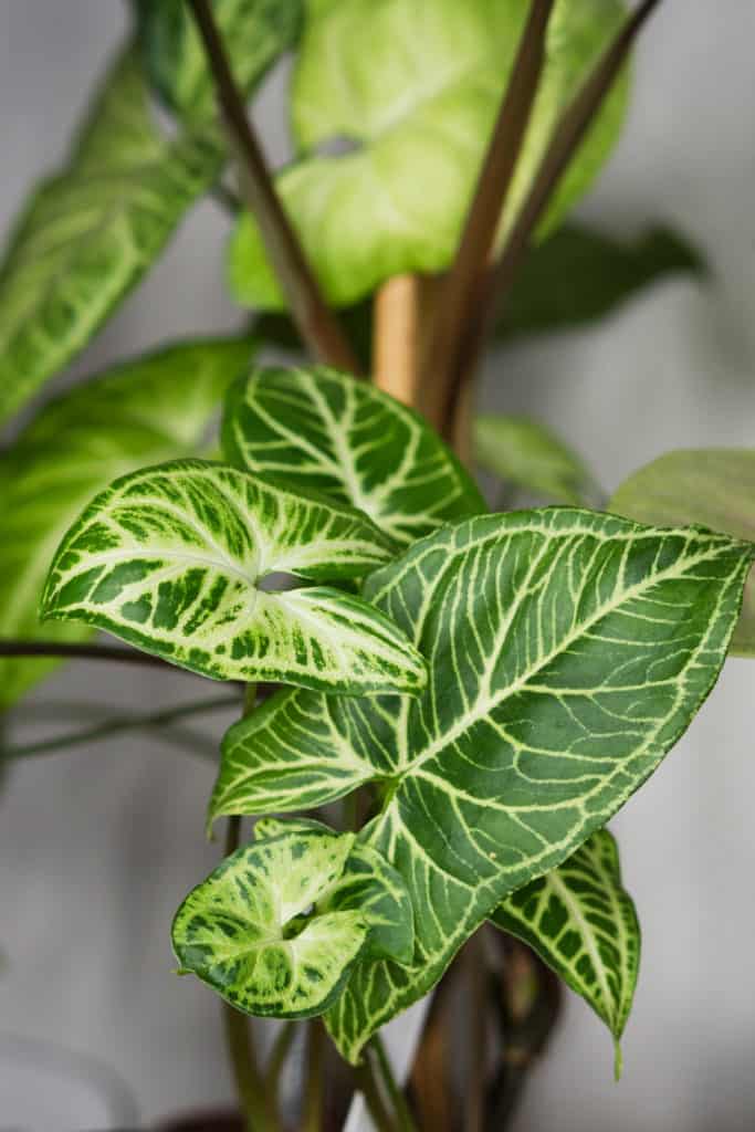 5 True Low Light Houseplants for Any Room The Brown Gardener