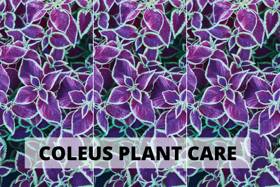 Coleus Plant Care in 3 Simple Steps - The Brown Gardener