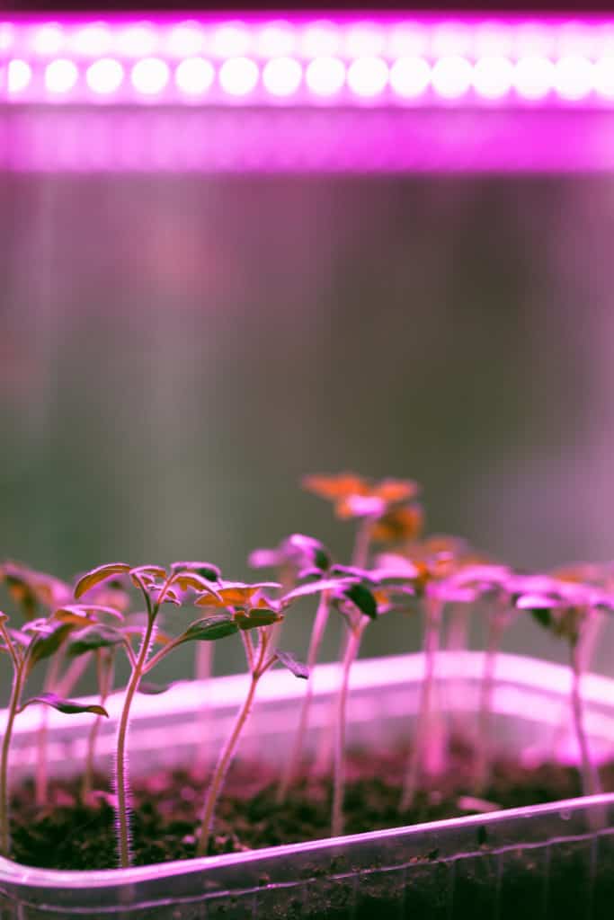 How to Use LED Grow Lights for Plants - The Brown Gardener