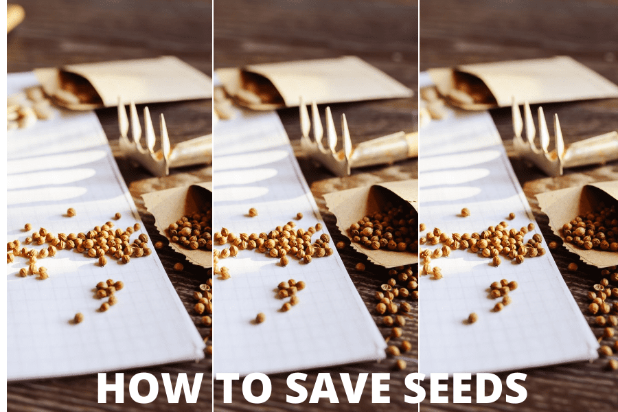 How To Save Seeds For Next Year's Garden - The Brown Gardener